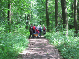 Entdeckungen im Zahlenwald - Seminar zur Fortbildung