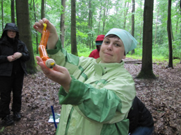 Entdeckungen im Zahlenwald - Seminar zur Fortbildung